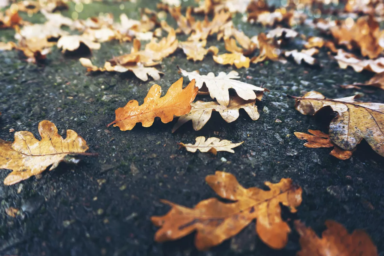 herbstlaub-auf-asphalt