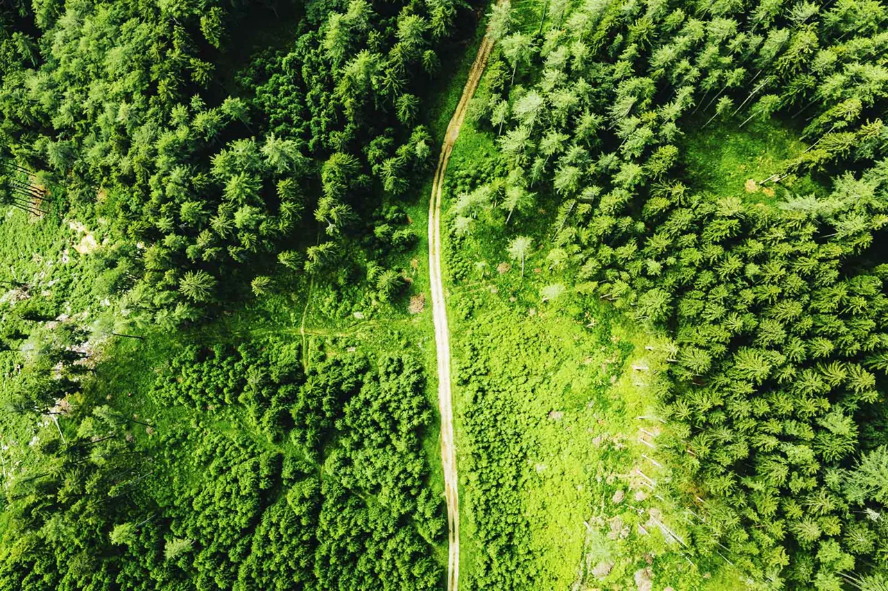 waldweg-umgeben-von-grüner-natur-aus-vogelperspektive