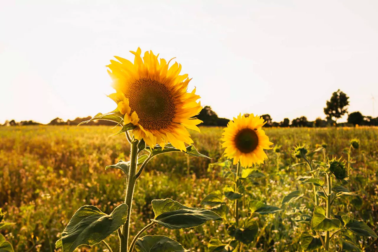 sonnenblumen-auf-einem-feld