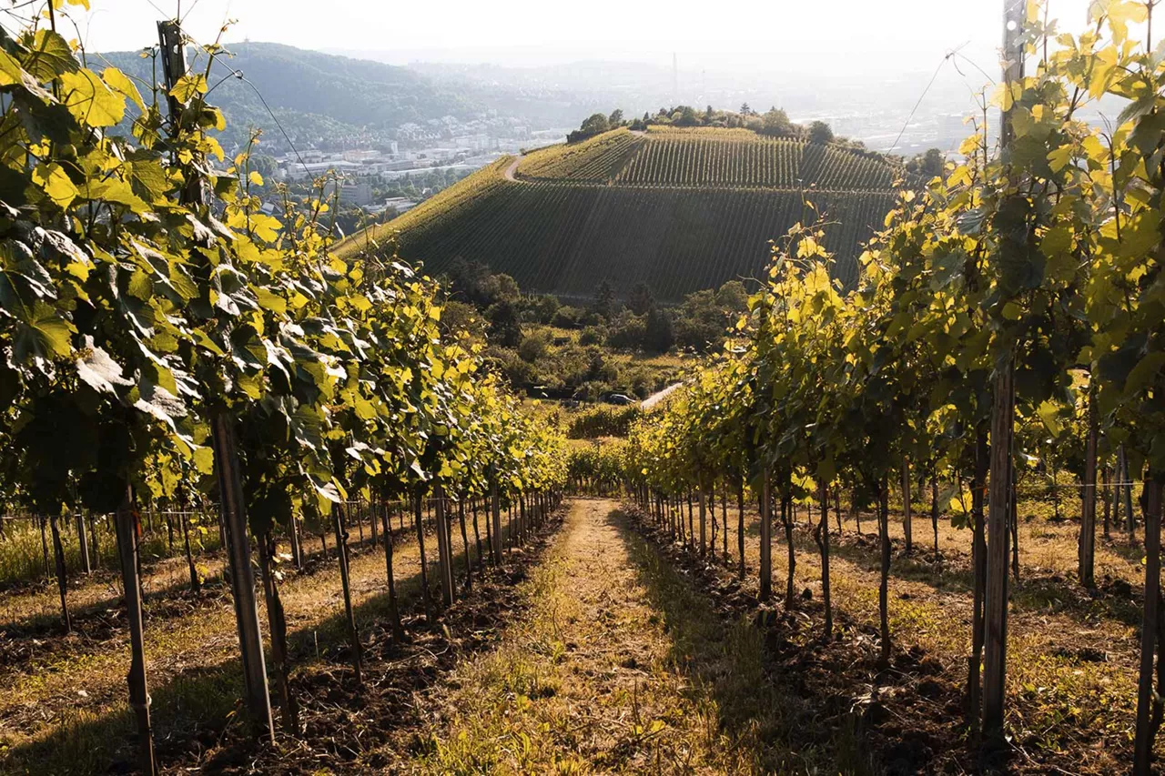 abschüssiger-weinberg-bei-sonnenschein