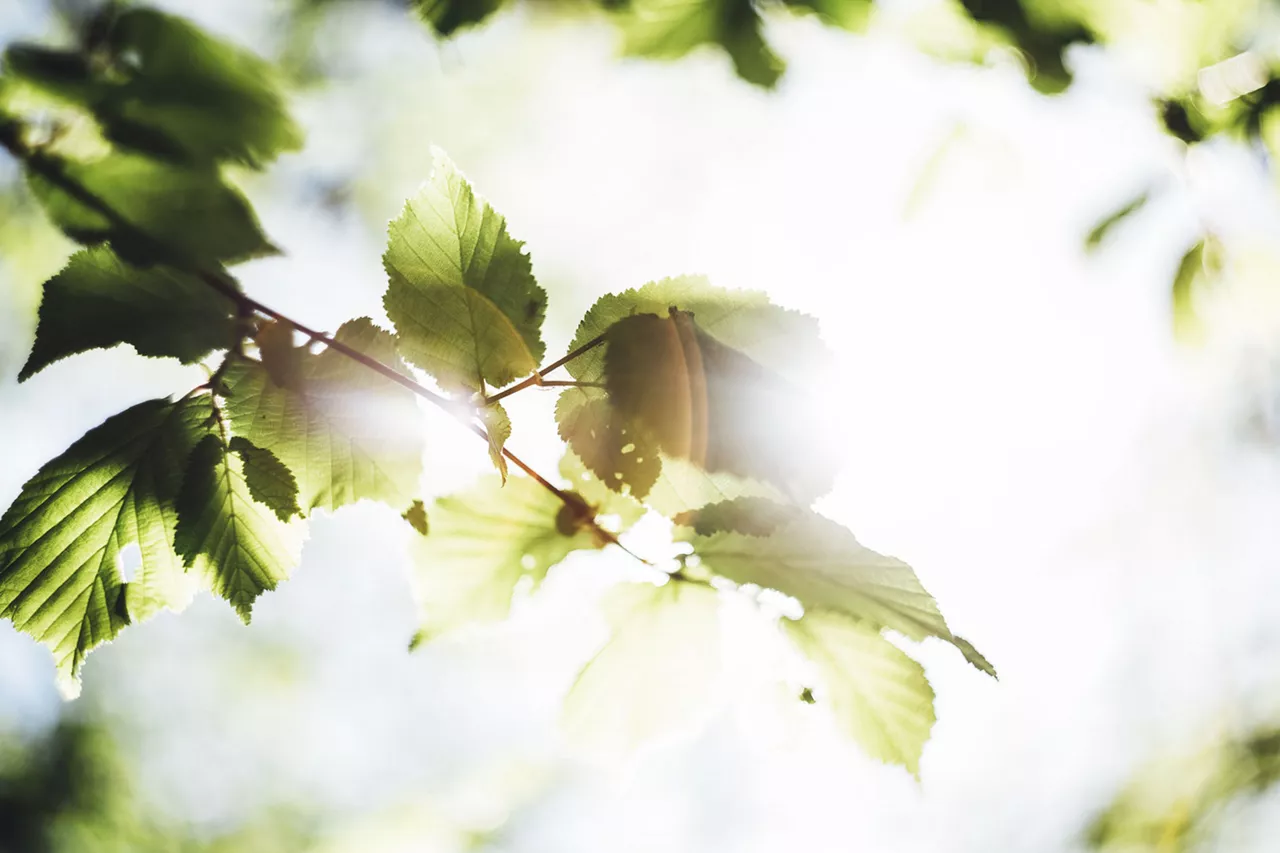 grün-saftige-baumblätter-werden-von-sonne-angestrahlt