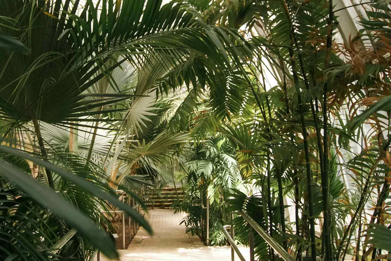 tropische Pflanzen im Badeland Tropical Island bei Berlin