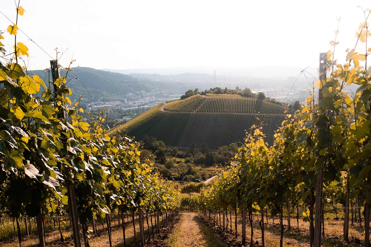 abschüssiger-weinberg-bei-sonnenschein