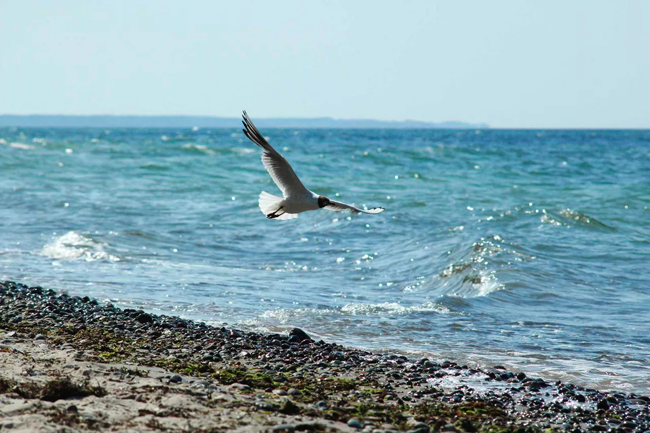 möwe-fliegt-über-strand-mit-meer-im-hintergrund